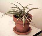 Click for spider plant care instructions!
